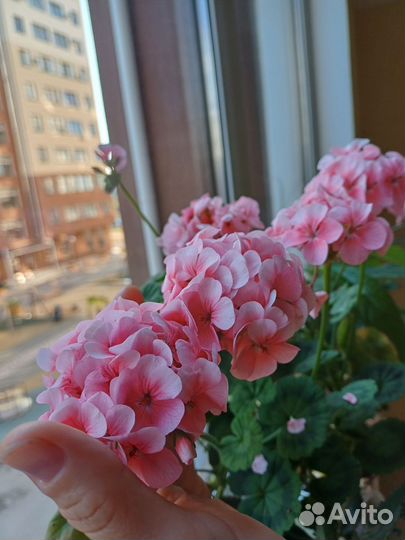 Комнатные цветы