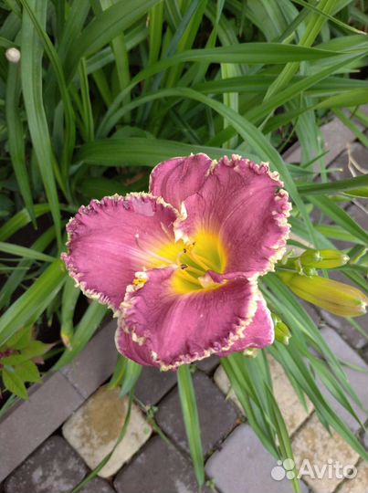 Лилейники сортовые Джовиал, Кустард Канди