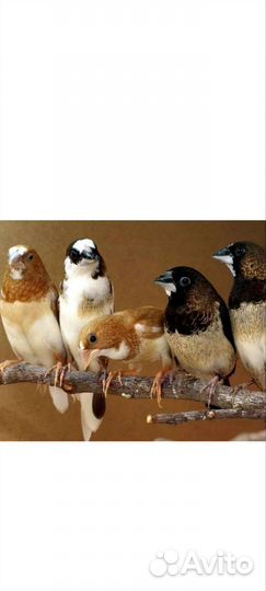 Японские амадины