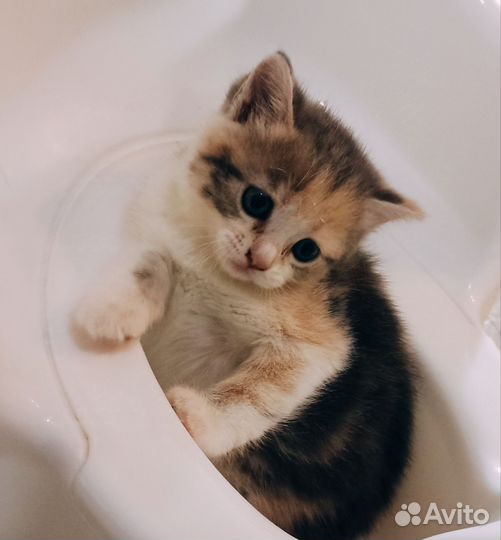 Котята бесплатно