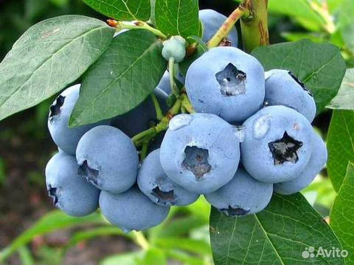 Голубика сорт Элиот 5 лет