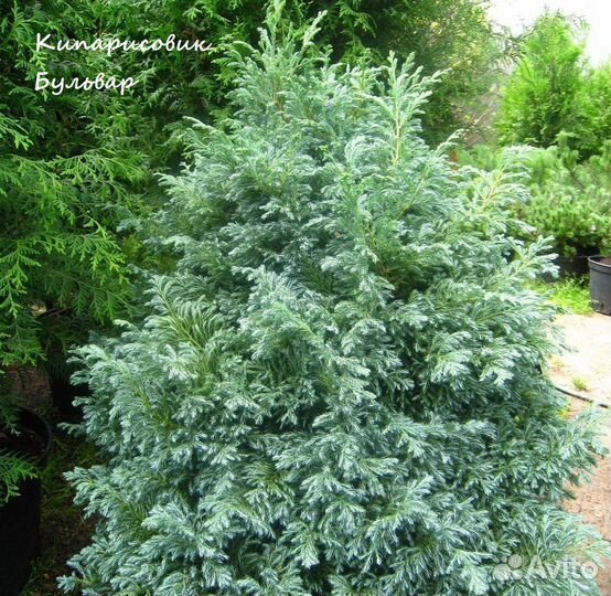 Кипарисовик