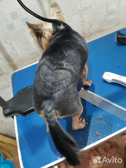 Стрижка домашних животных