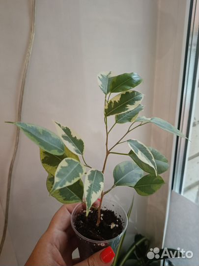 Фикус Бенджамина