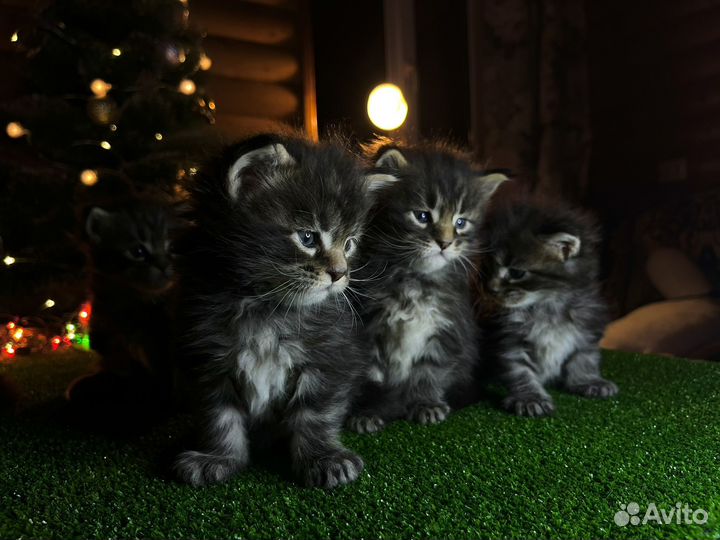 Котята мейн-кун
