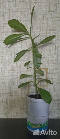 Синадениум