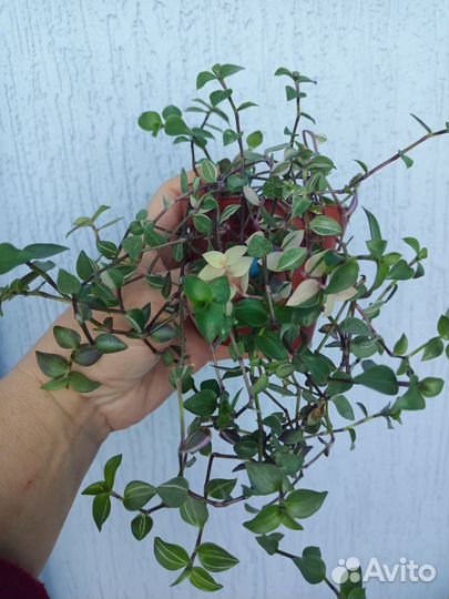 Традесканции разных сортов, рэо