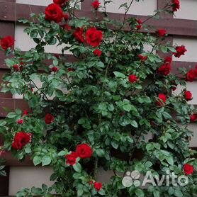 Плетистые розы: сорта Полька и Симпатия