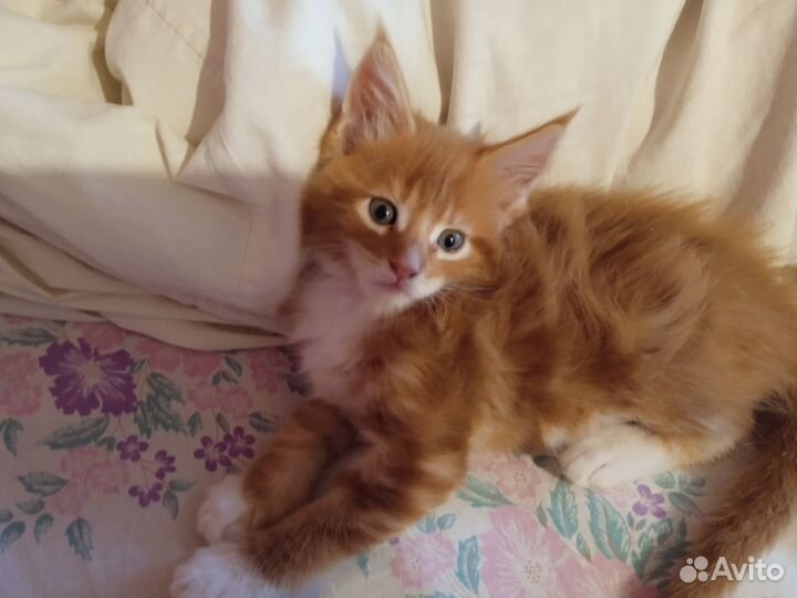 Котята мейн-кун