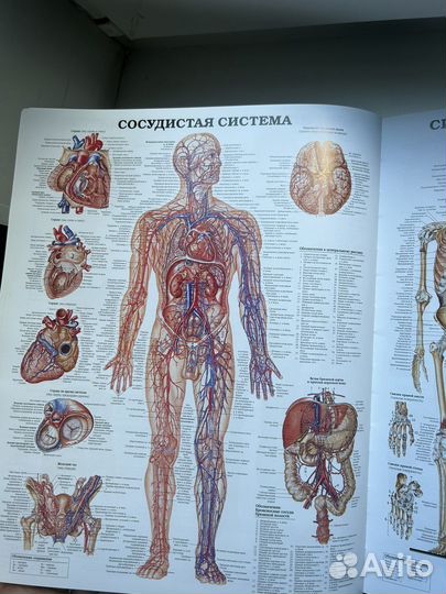 Большой атлас анатомии человека