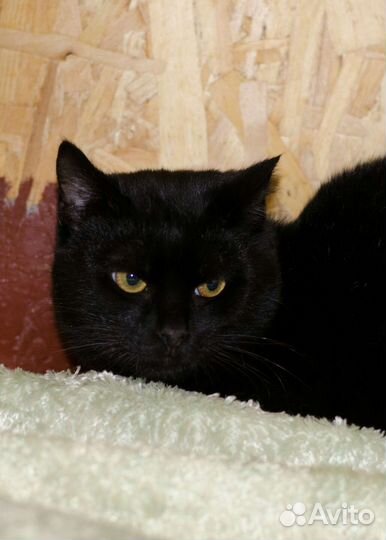 Черный красавец Брит