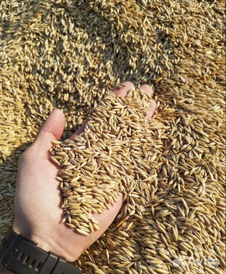 Кормовая кукуруза, Пшеница яровая на корм/посев