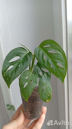 Эпипремнум монстера