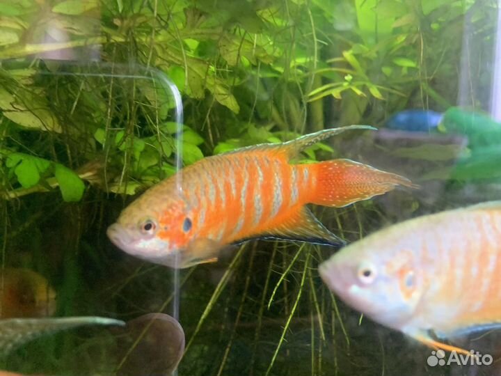 Оранды,цихлиды,Нигры,Горны,петушки,гуппи