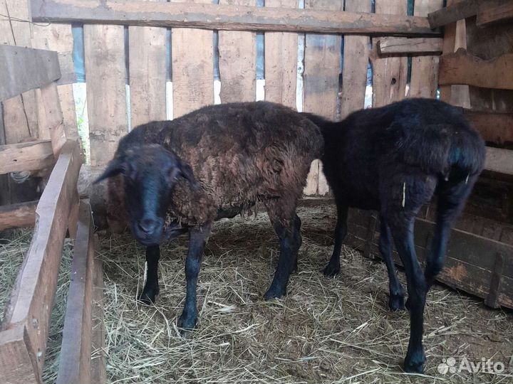 Овцы бараны