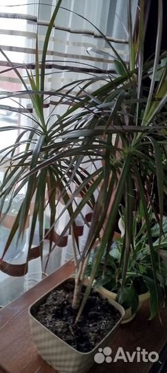 Пальма драцена большая