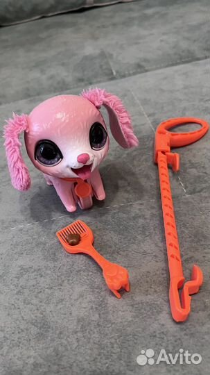 Собака на поводке