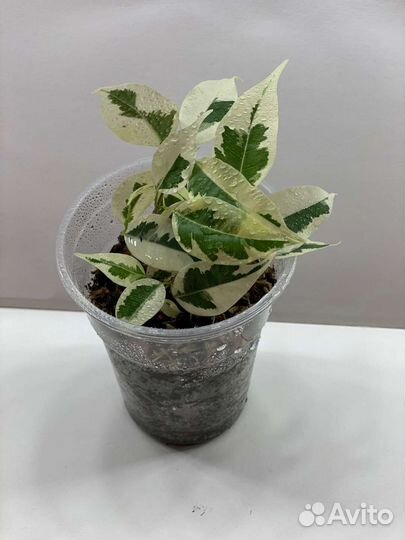 Фикус Де Гантель, белый красавец