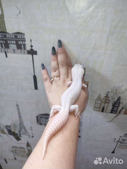 Эублефар Diablo Blanco взрослый Самец 2 года+