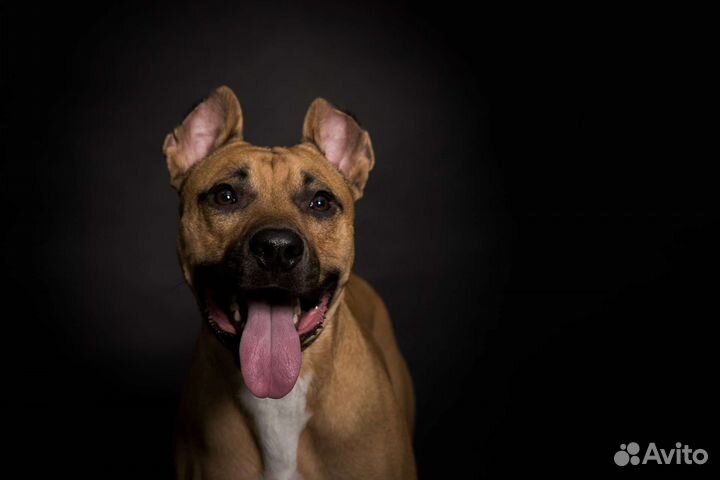 Питбуль помесь