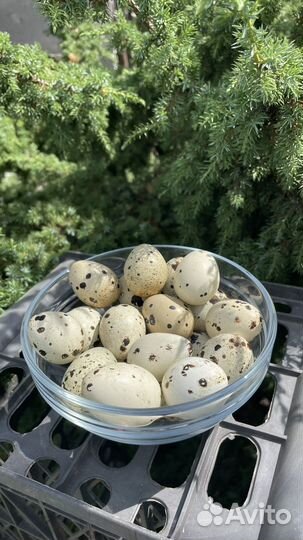 Яйцо перепелиное