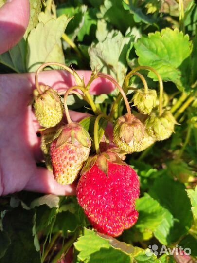 Кустики клубники с ягодами