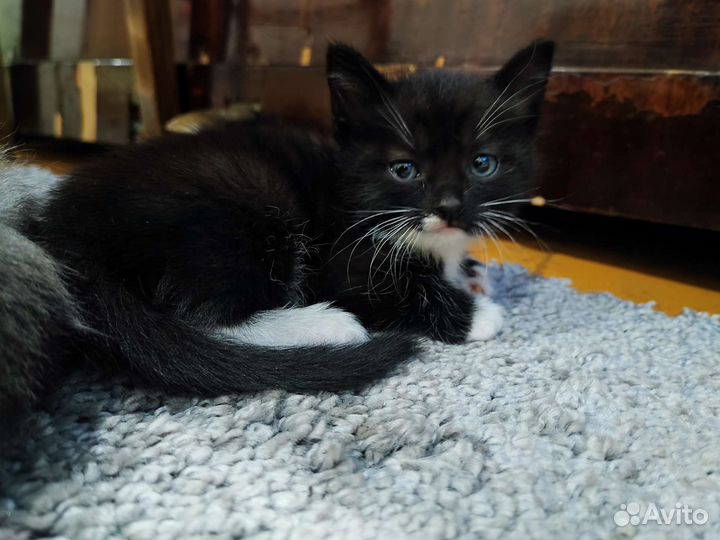 Кошки в добрые руки