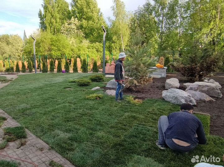 Отличный газон под ключ