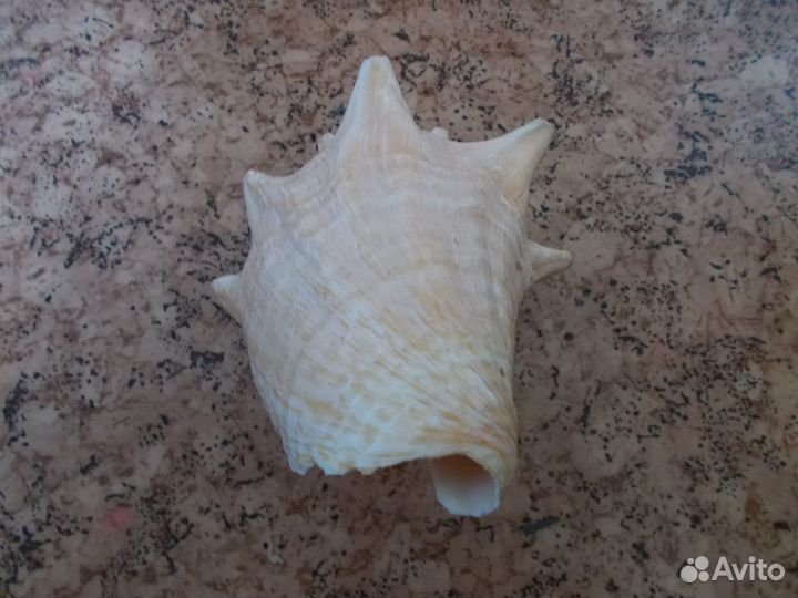 Ракушка большая