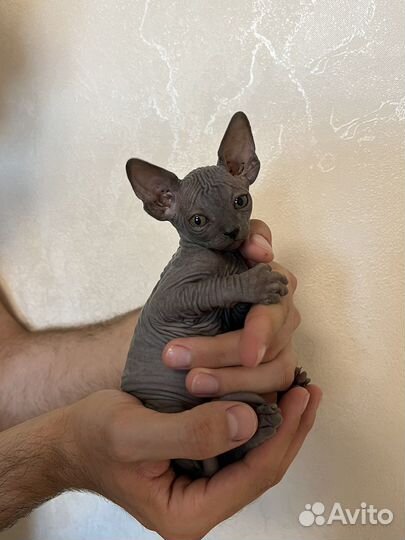 Канадский сфинкс