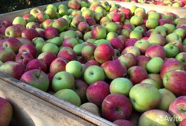 Работник по сборке яблок