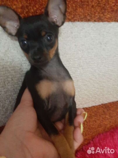 Мини той-терьер щенки