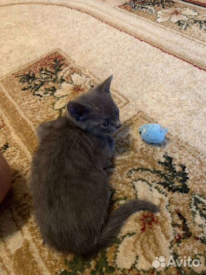 Котёнок британский