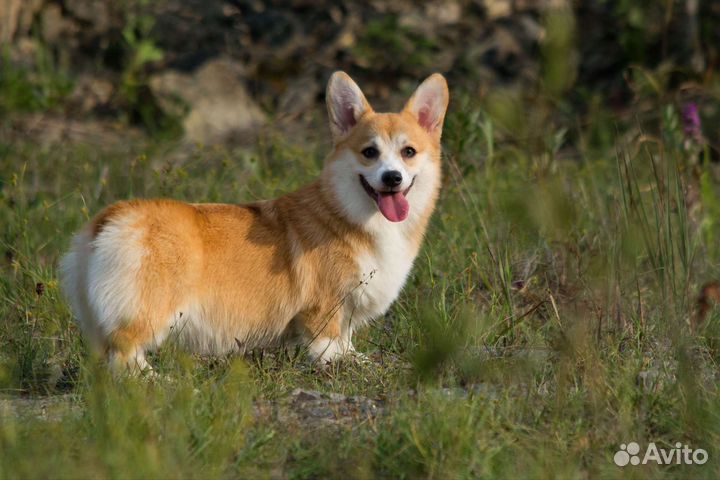 Подрощенная девочка