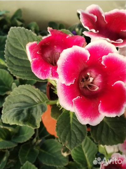 Глоксинии продам