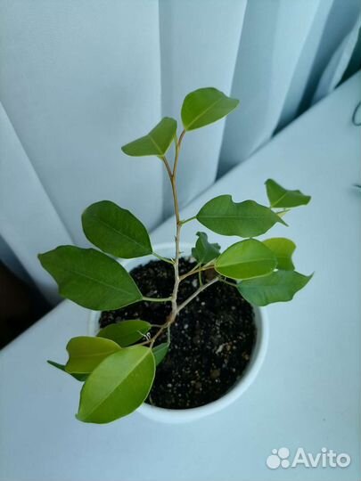 Фикус бенджамина в горшке