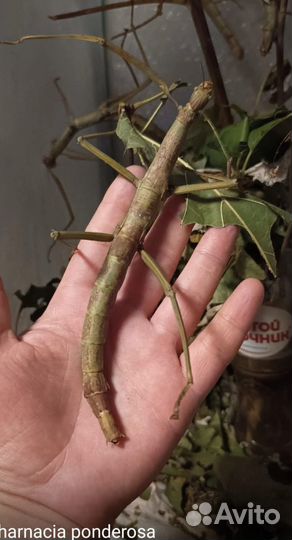 Палочники и кузнечики