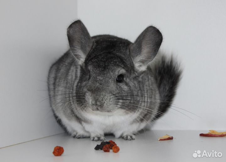 Шиншиллы из питомника
