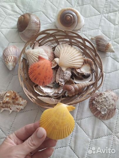 Морские ракушки раковины набором