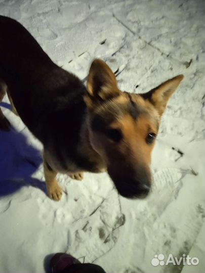 Потерялась собака