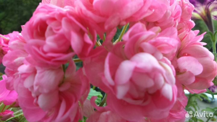 Герань розебудная белая/розовая/красная(7растений)