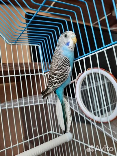 Птенцы волнистый попугай