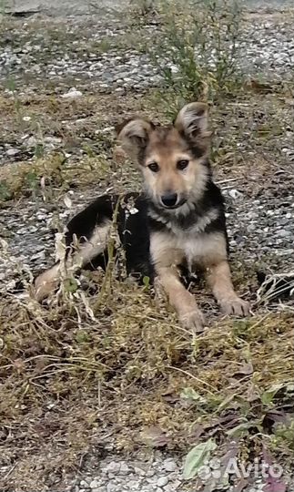 Мальчишка - шалунишка ищет дом