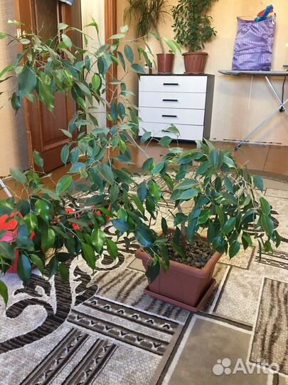 Фикус бенджамина большой
