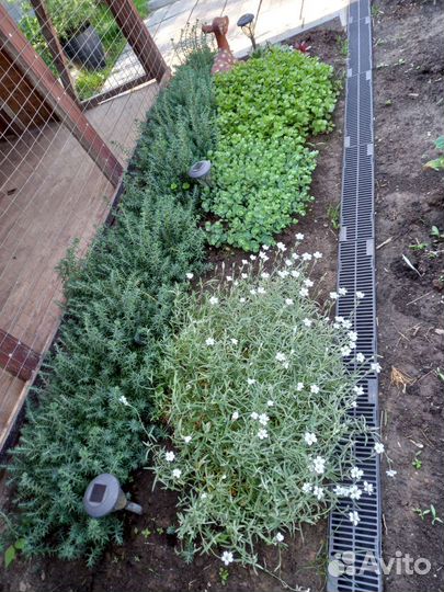 Почвопокровные растения