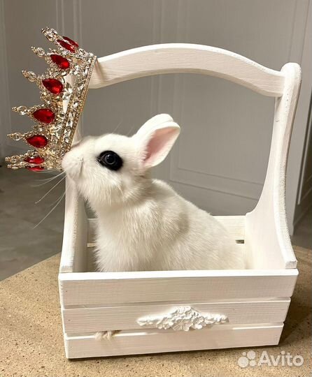 Хотот из Царского Кролика