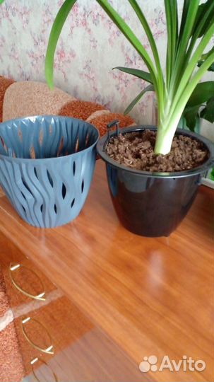 Кливия Гардена