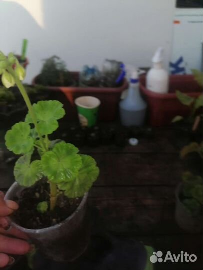 Пеларгония герань