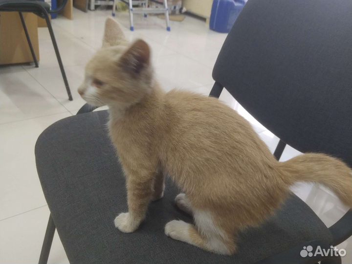 Кот