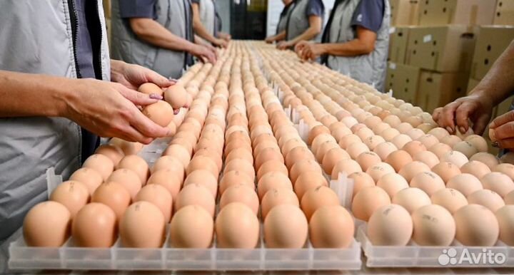 Бройлер суточный Кобб-500, Росс-308 в Воронеже